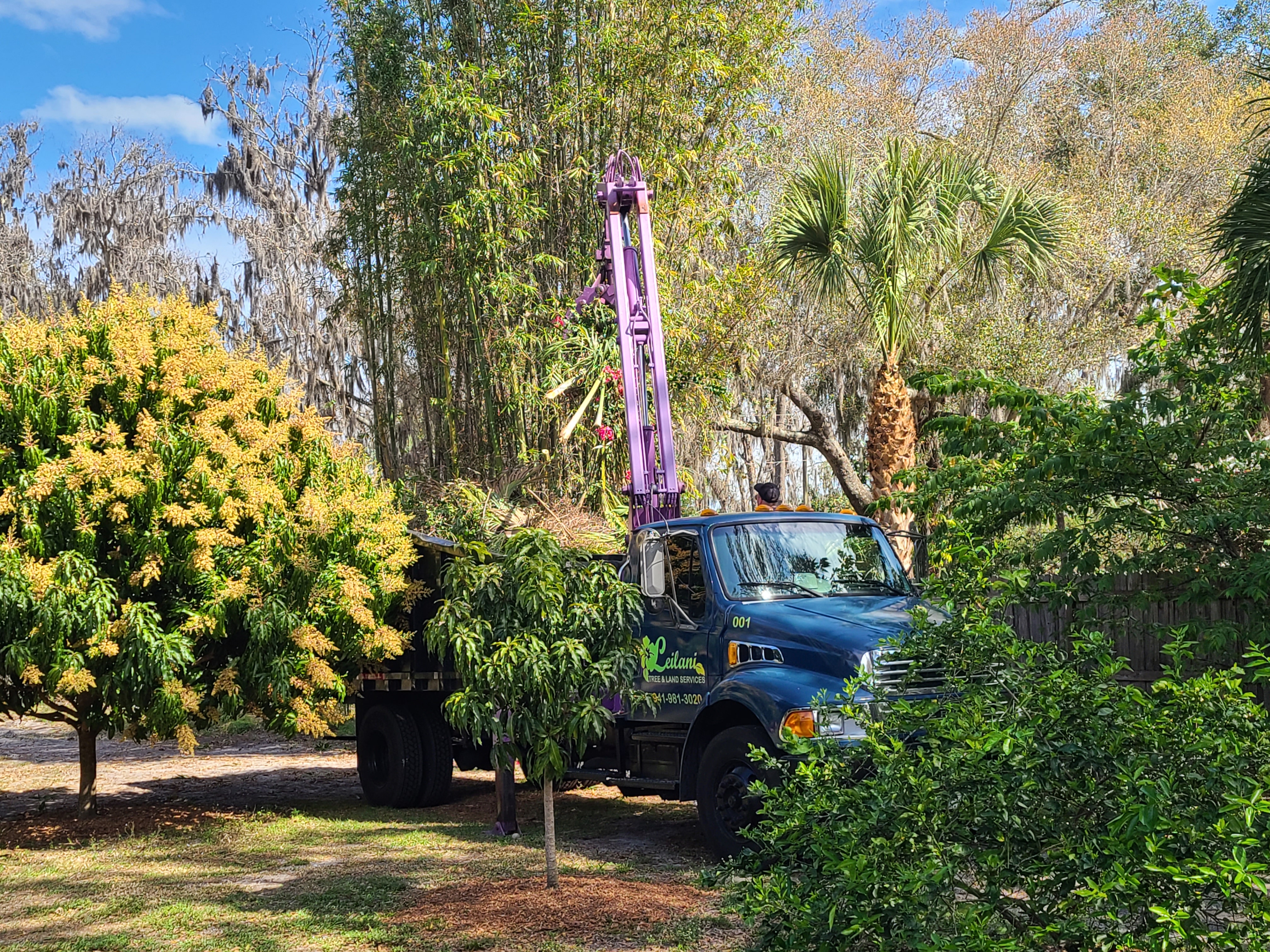 Leilani Tree Services palms after