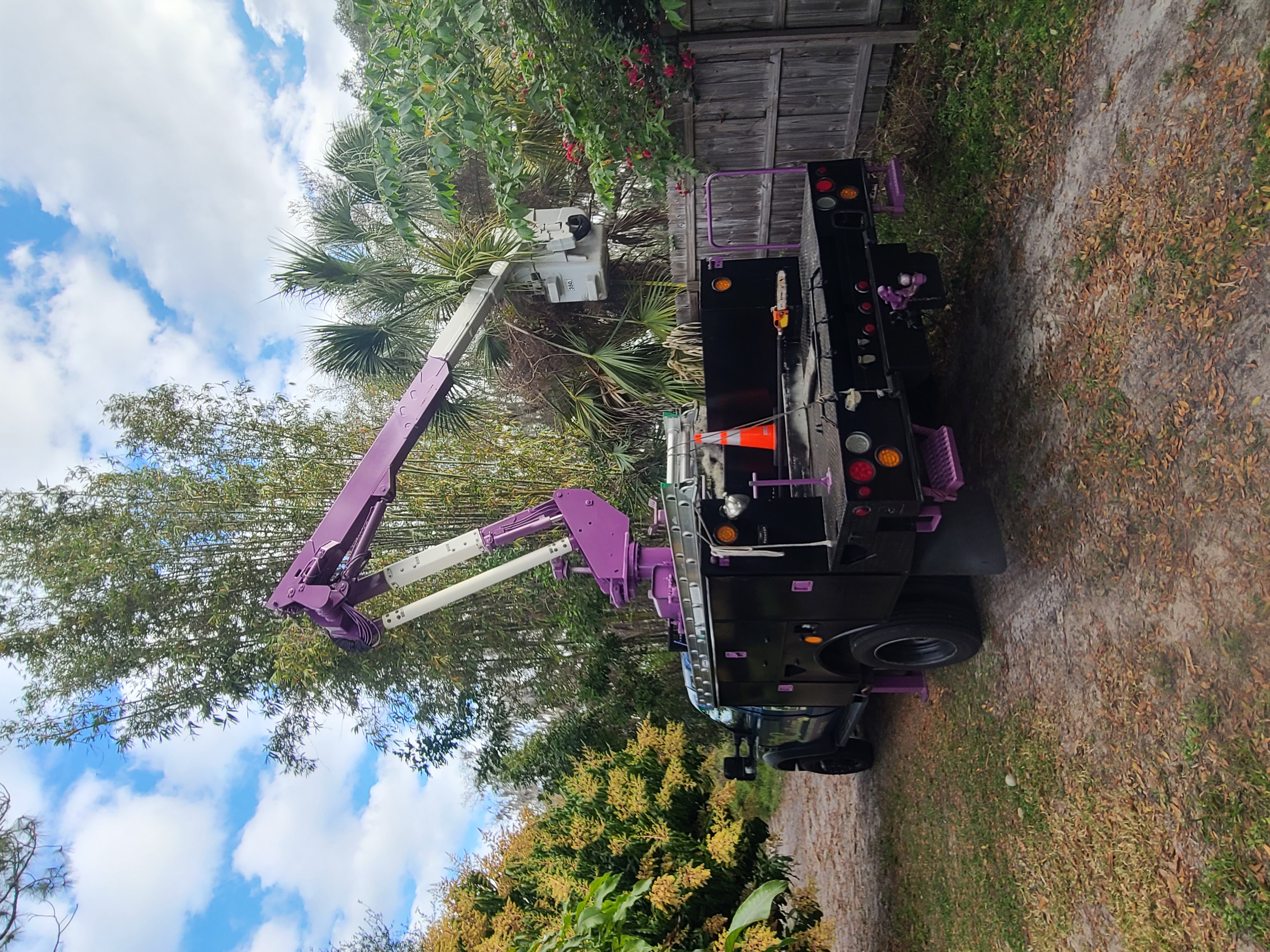 Leilani Tree Services Tree palms before
