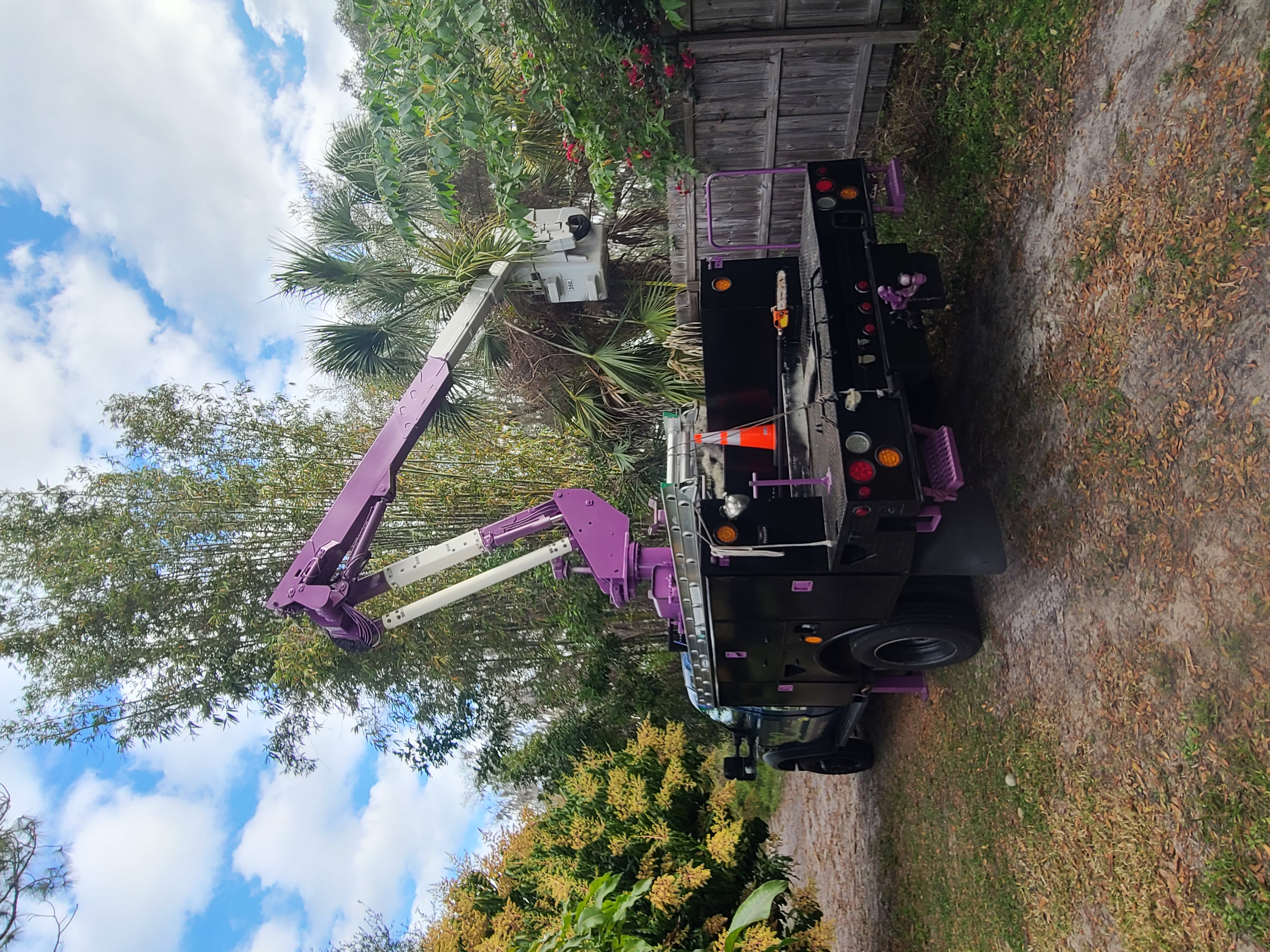 Leilani Tree Services Tree palms before