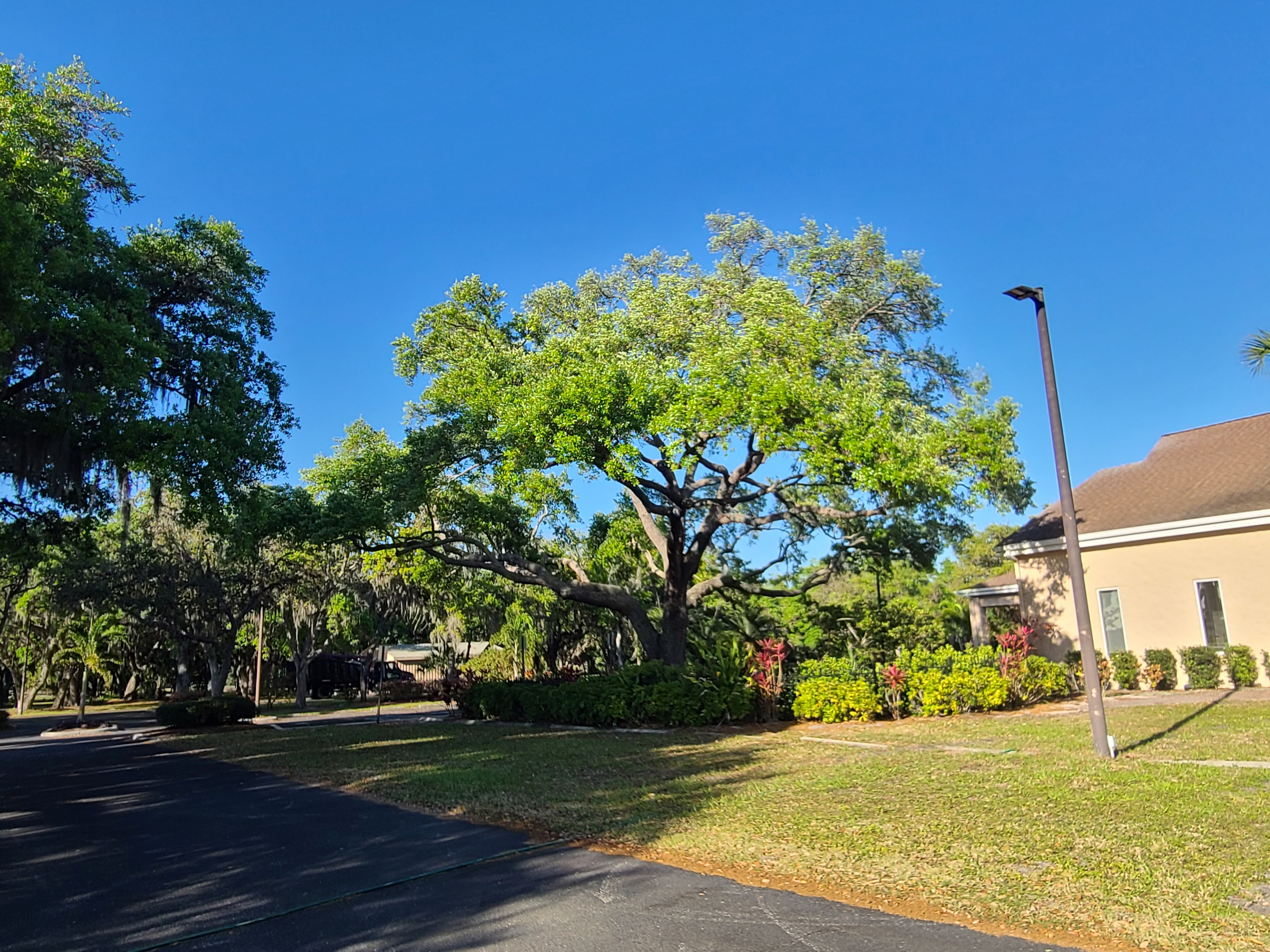 Leilani Tree Services oak after