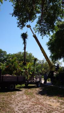 Leilani Tree Services tree planting