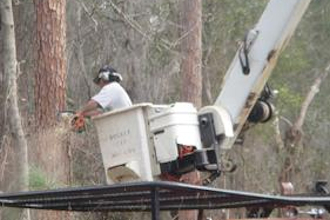 Leilani Tree Services tree cutting