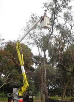 Leilani Tree Services tree trimming