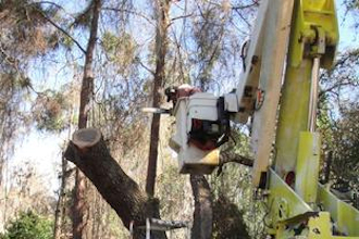 Leilani Tree Services bucket trimming