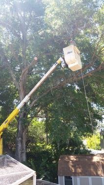 Leilani Tree Services high tree work