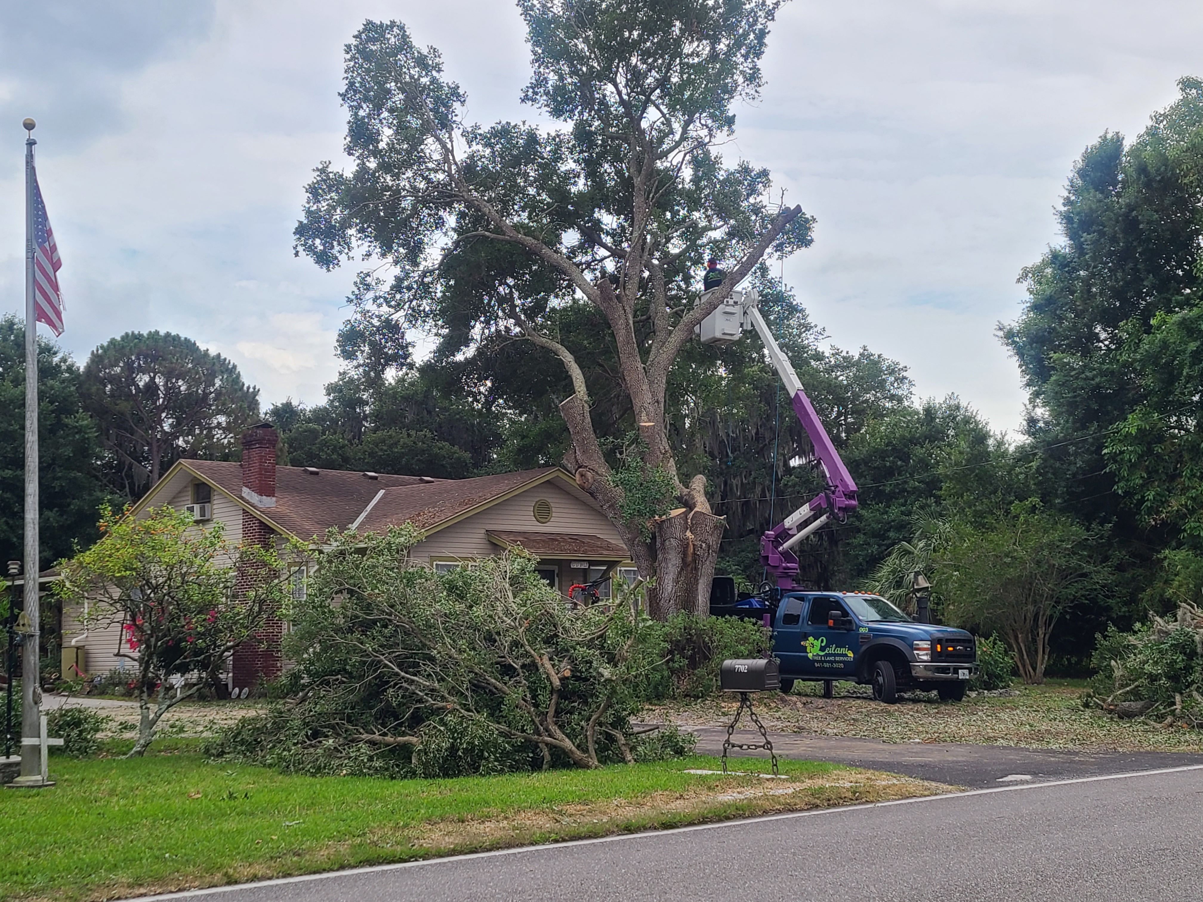 Leilani Tree Services Oak Tree Before