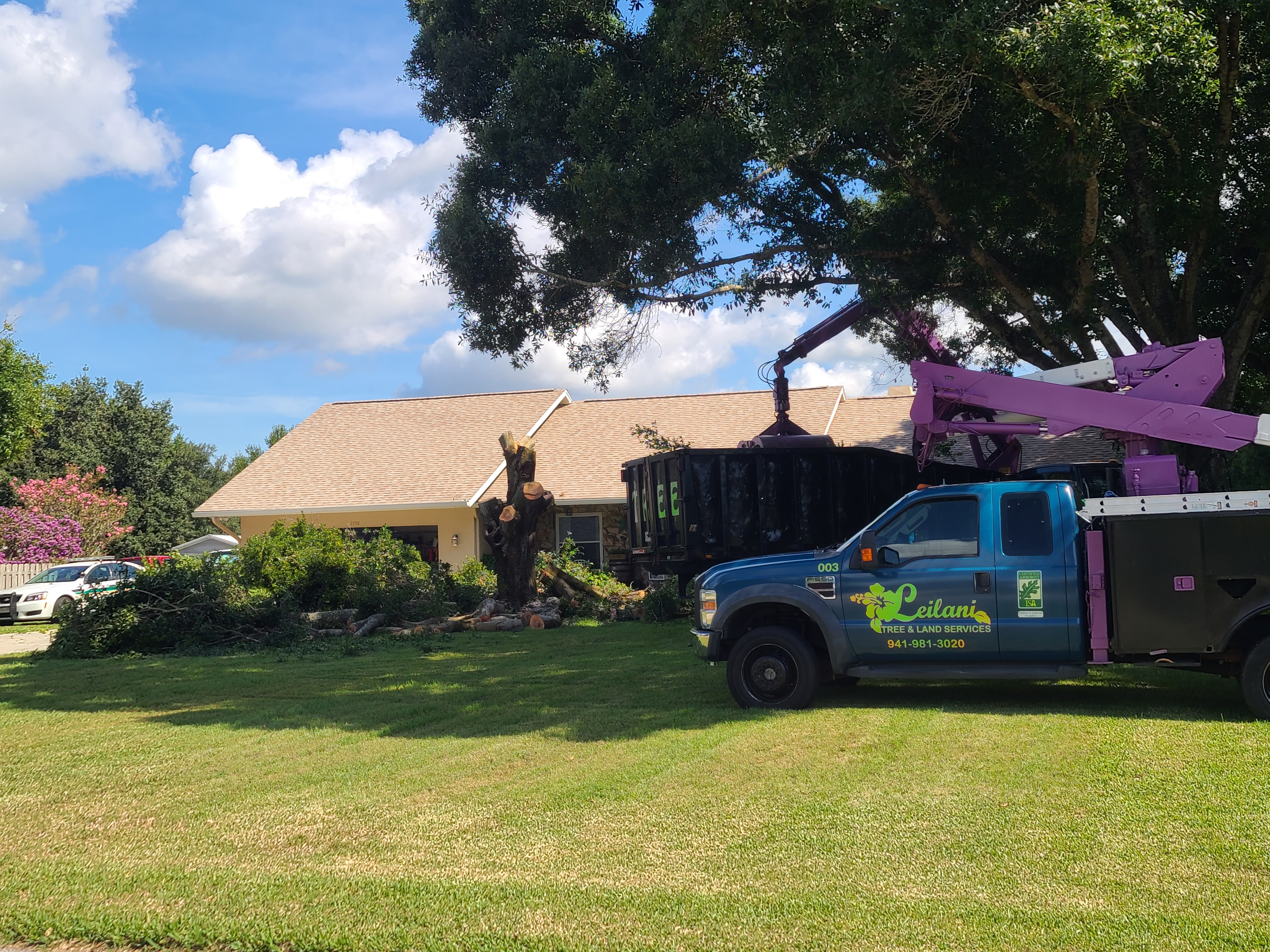 Leilani Tree Services Oak removal