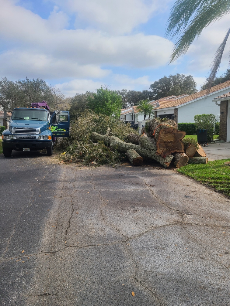 Leilani Tree Services tree